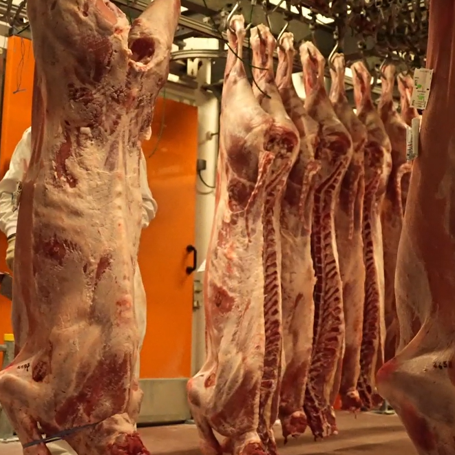 viande en gros pour les bouchers et charcutiers en Alsace
