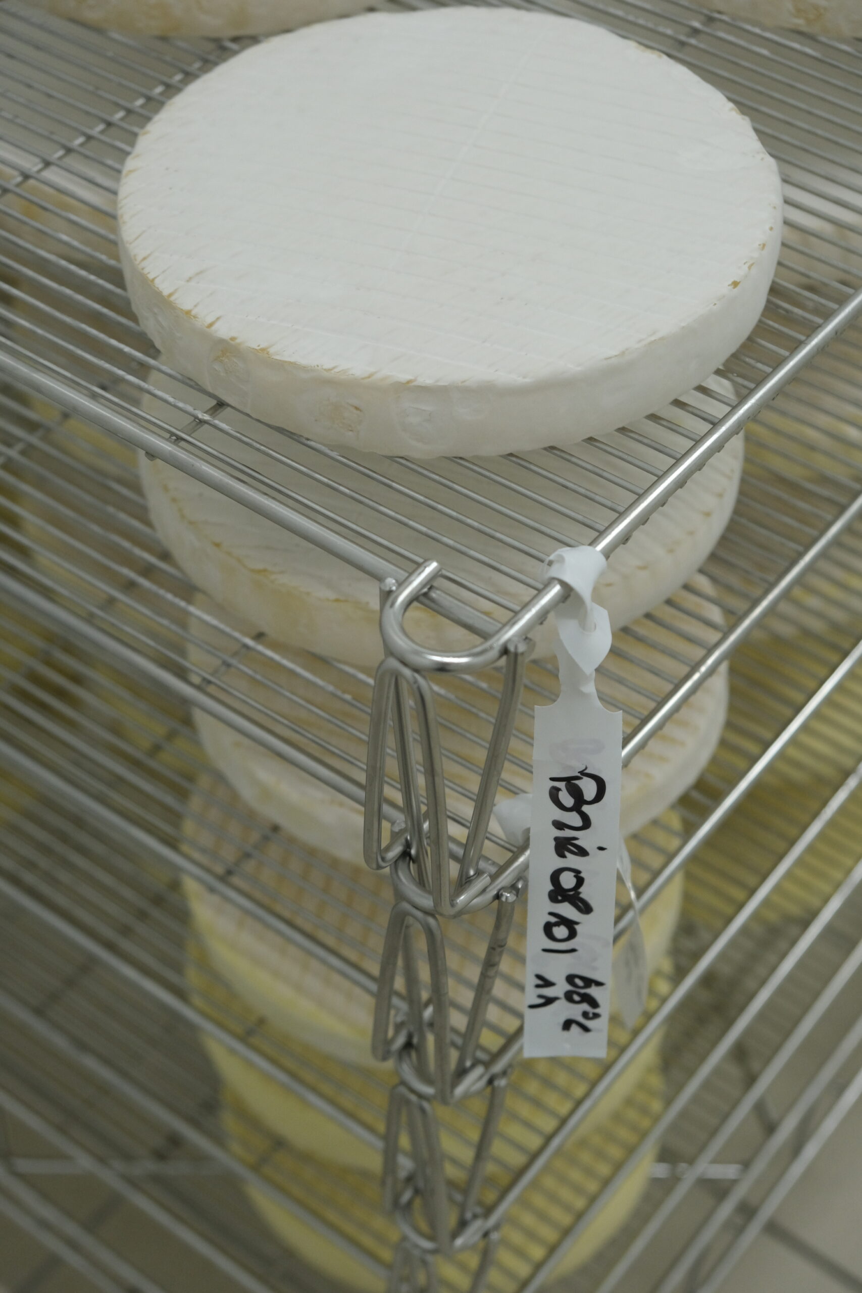 fabrication de bries artisanale avec le lait de notre ferme